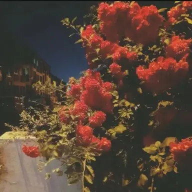 Profile image of 라더