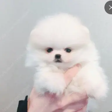 Profile image of 먕먕