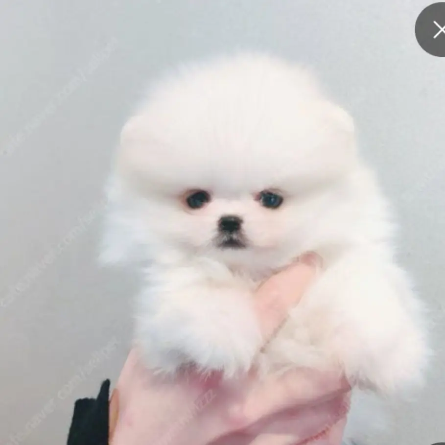 MightyDuvet9423의 먕먕이