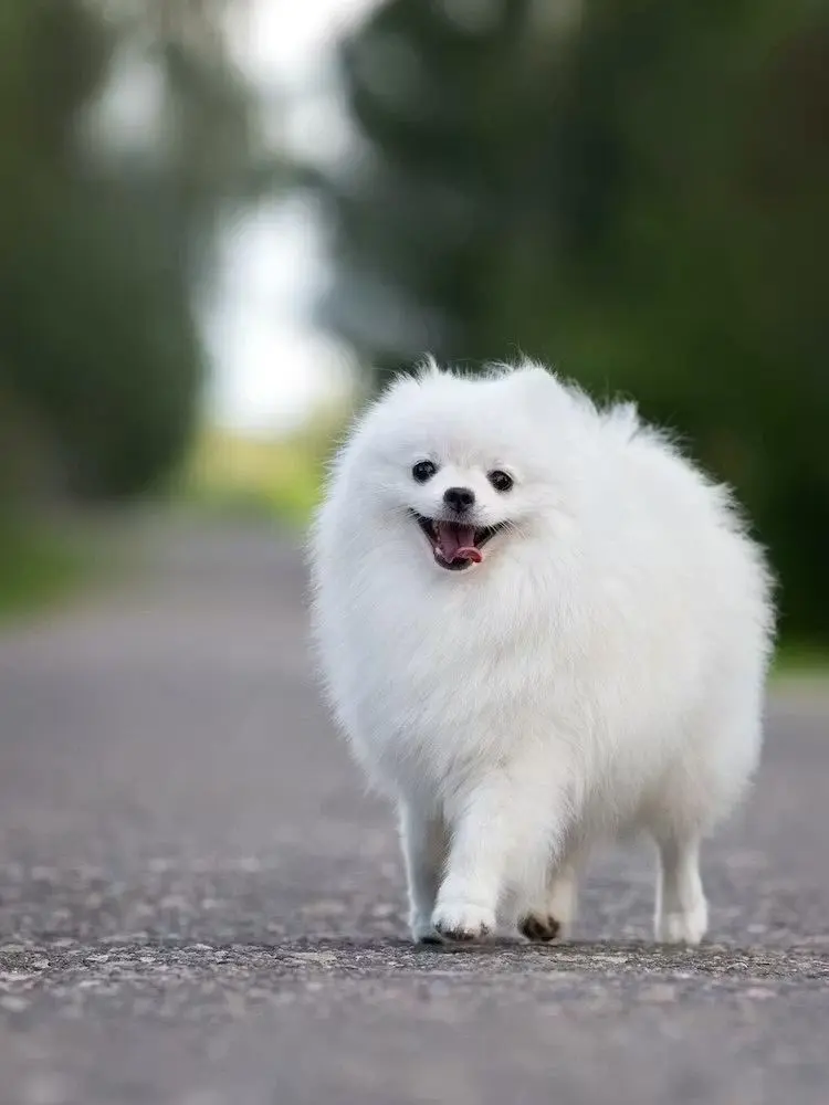 EarthyArmor7963의 犬獣人の彼氏