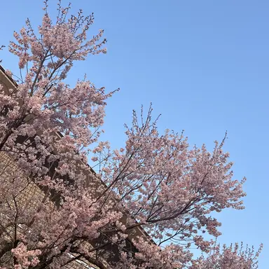Profile image of ゆいか