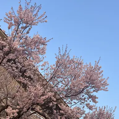 Profile image of ボイネク