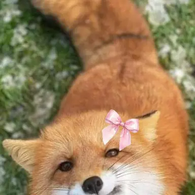 Profile image of 여우별