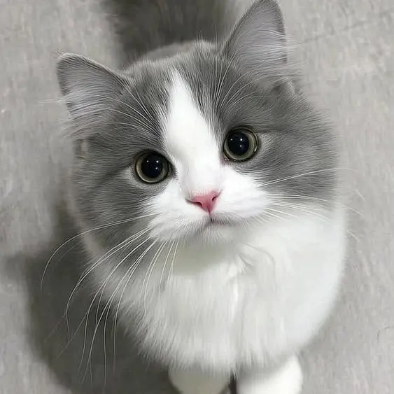 HonestHerb7717의 뀨뀨꺄꺄