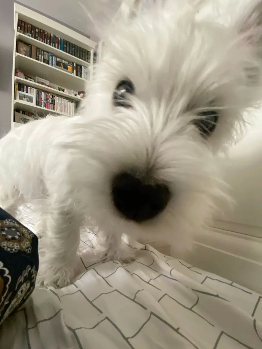 YellowUncle1945의 정치외교학과 김주훈