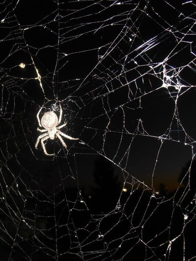 Scared Of Spiders 대표 이미지