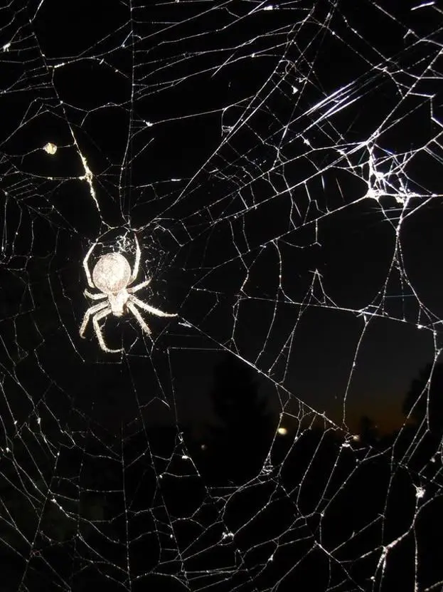 D3rlord3의 Scared Of Spiders