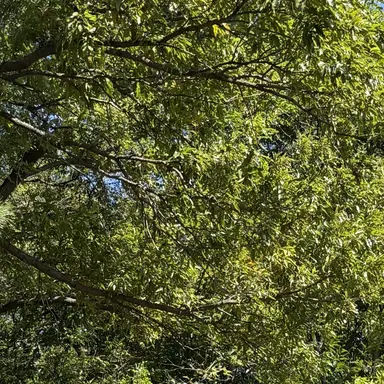 Profile image of 마르코 도지오니