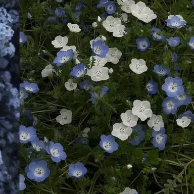 Profile image of 안드레아 솔라리