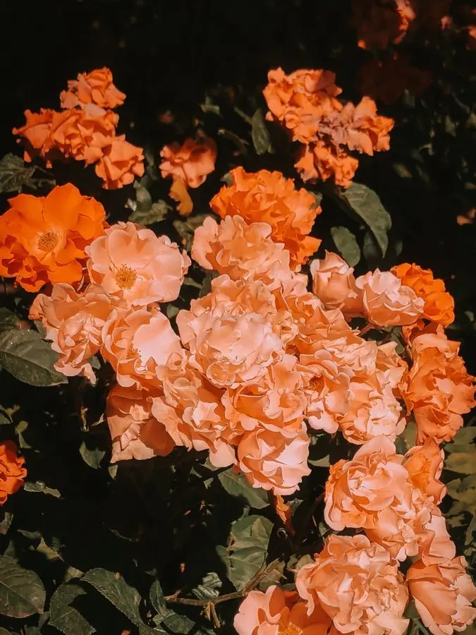 su1tek1_mnsb의 ✧* 今日も君の"そばに"