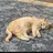 길냥이