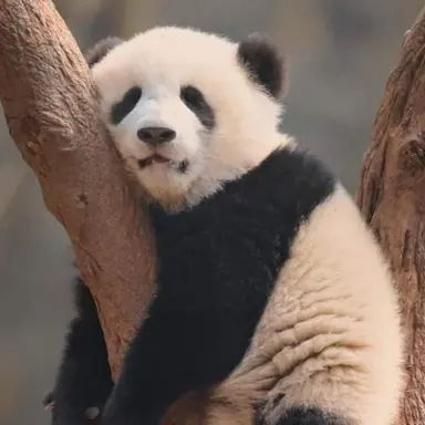 Profile image of パンダ
