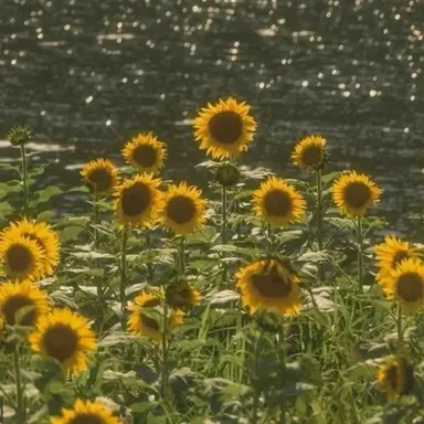 Profile image of 나루미 겐