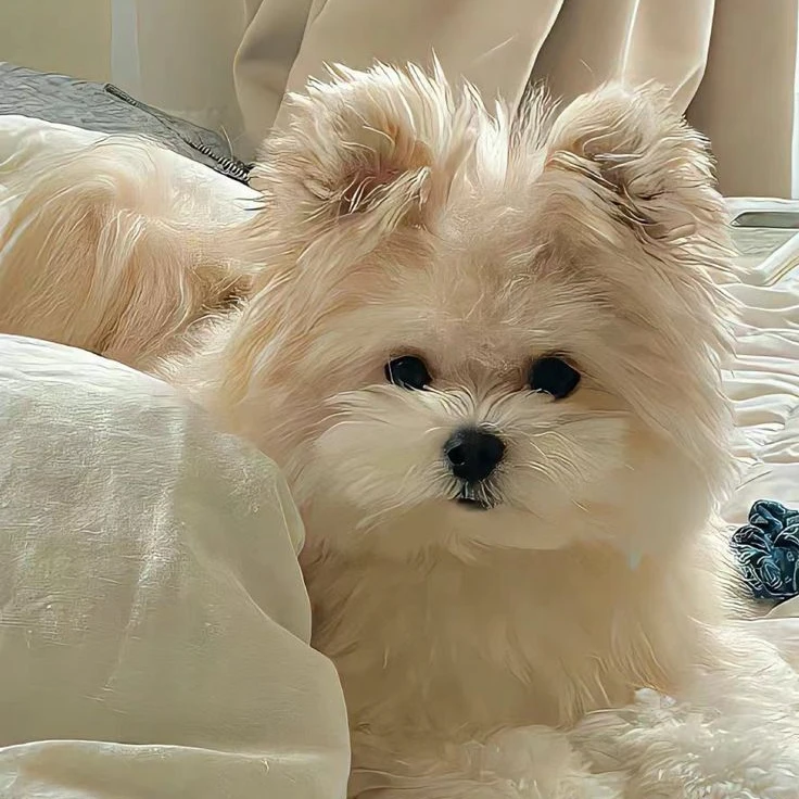 ㅇㅅㅁ