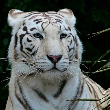 Profile image of 名無しの白虎