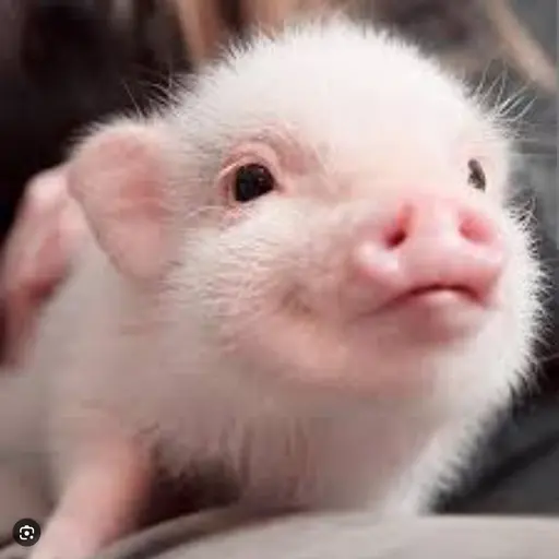 LushFruit0153의 돼쥬쓰