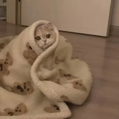 Profile image of 코마