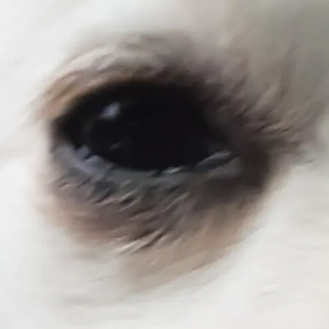 JaggedLemur3070의 당신한테 관심 ㄴ인 채스터