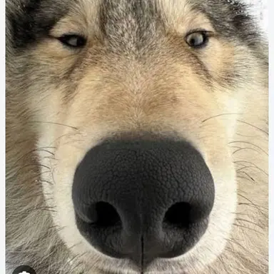 Profile image of 늑대