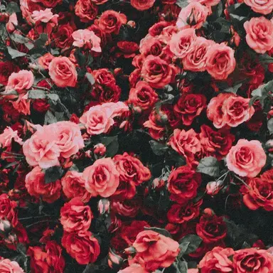 Profile image of 아카이로 류