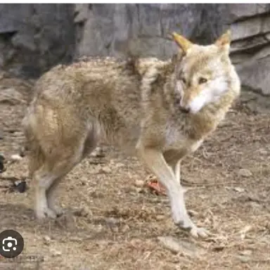 Profile image of 늑대