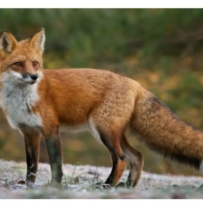 LoudCarp6125의 여우년 없세자