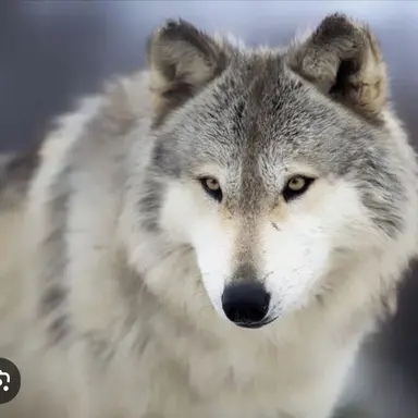 Profile image of 늑대