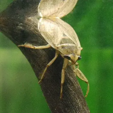 Profile image of 물자라
