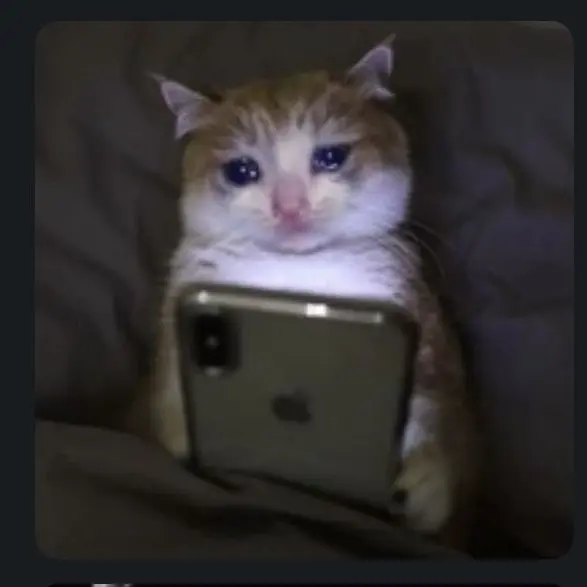 VainHarp3099의 고양이