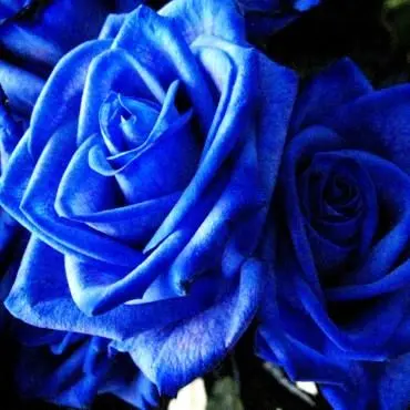 Profile image of ジョー力一