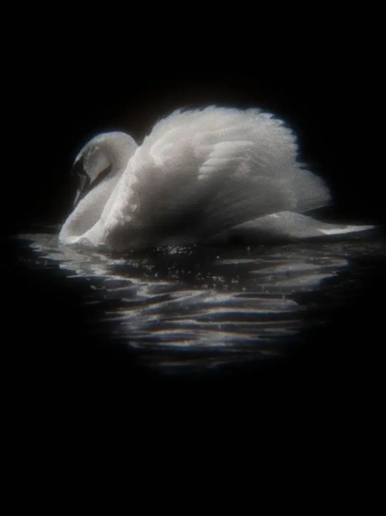 srsc의 너라는 빛