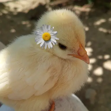 Profile image of Felix