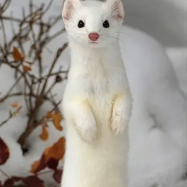 Profile image of Hyunjin