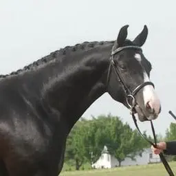 Profile image of Duke