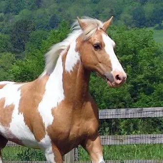 Profile image of Dakota