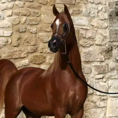 Profile image of Zara