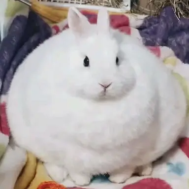 Profile image of Mochi