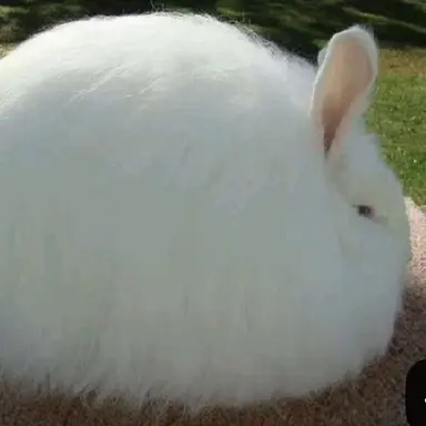 Profile image of Biscuit