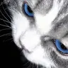 Profile image of カイ