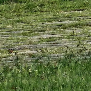 Profile image of 금붕어