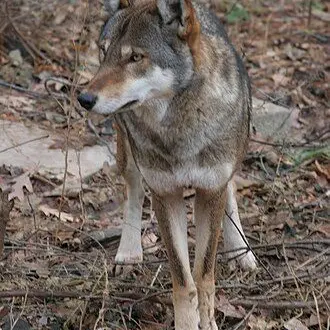 Profile image of 늑대