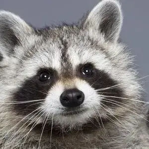 Profile image of 늑대