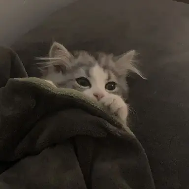 Profile image of 大森 はる