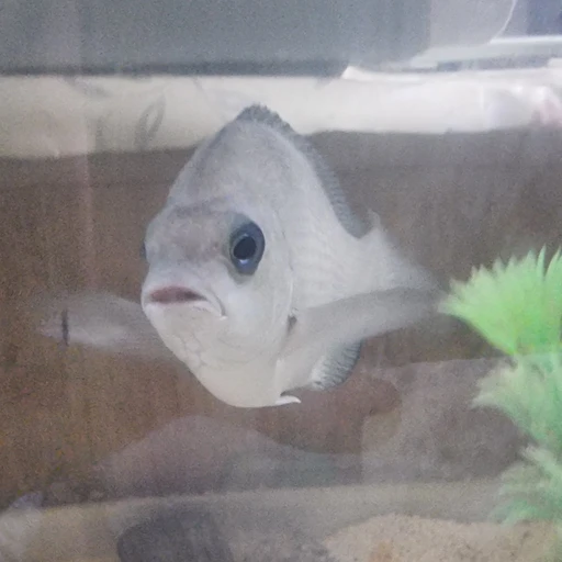 벵어씨