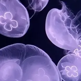 Profile image of 鯉登