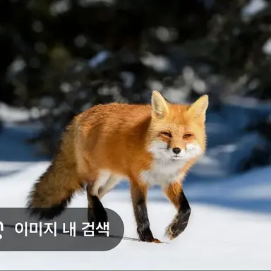Profile image of 여우