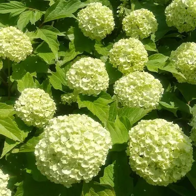 Profile image of 정공룡