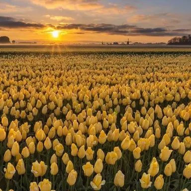 Profile image of 김각별