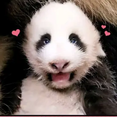 Profile image of 푸바오