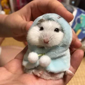 햄스터